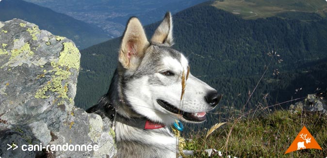Cani-randonn&eacute;e