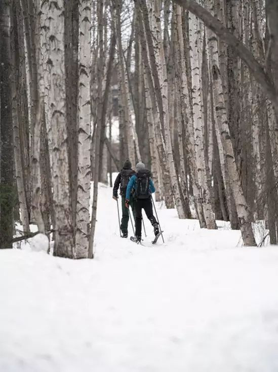 Skis Madshus Panorama M68