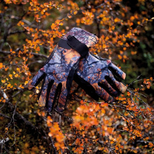 Lillsport Forest Autumn