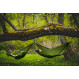 Lesovik Bystry Hammock
