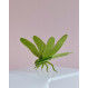 Libellule en bois Lovi Dragonfly