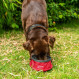 Mountain Paws Dog Collapsible Water Bowl